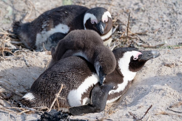 penguins_zach